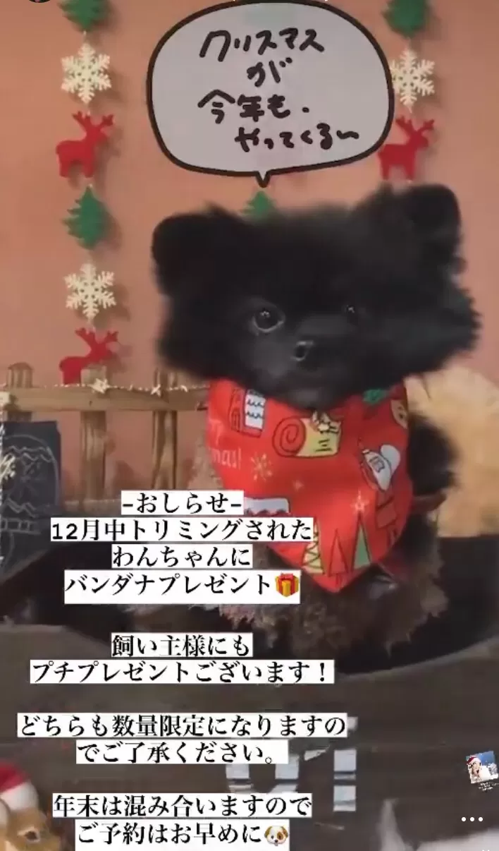 【宇都宮】｜トリミング｜年末感謝キャンペーン開始！｜犬