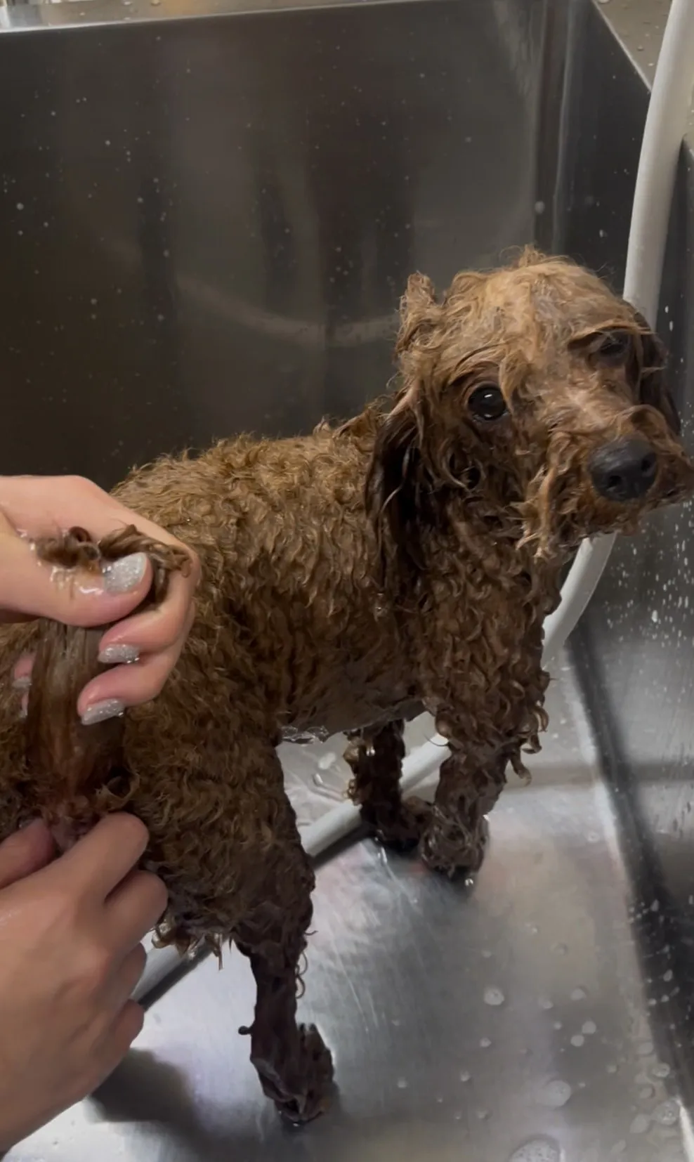 犬のトリミングはどのくらいの頻度がベスト？プロが解説