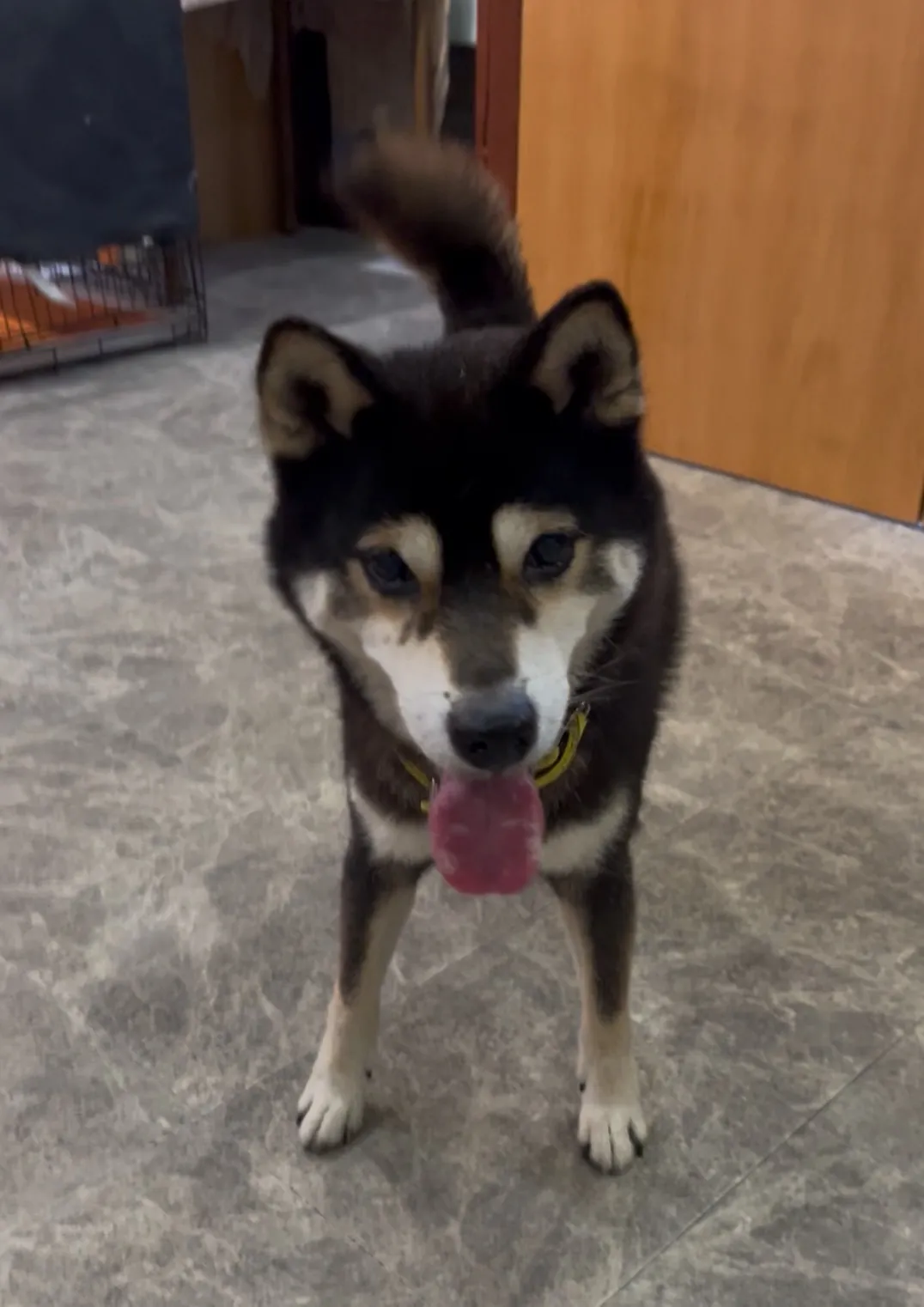 【一時預かりサービスのご案内】急な外出も安心してお任せください｜アニマー湯宇都宮♨