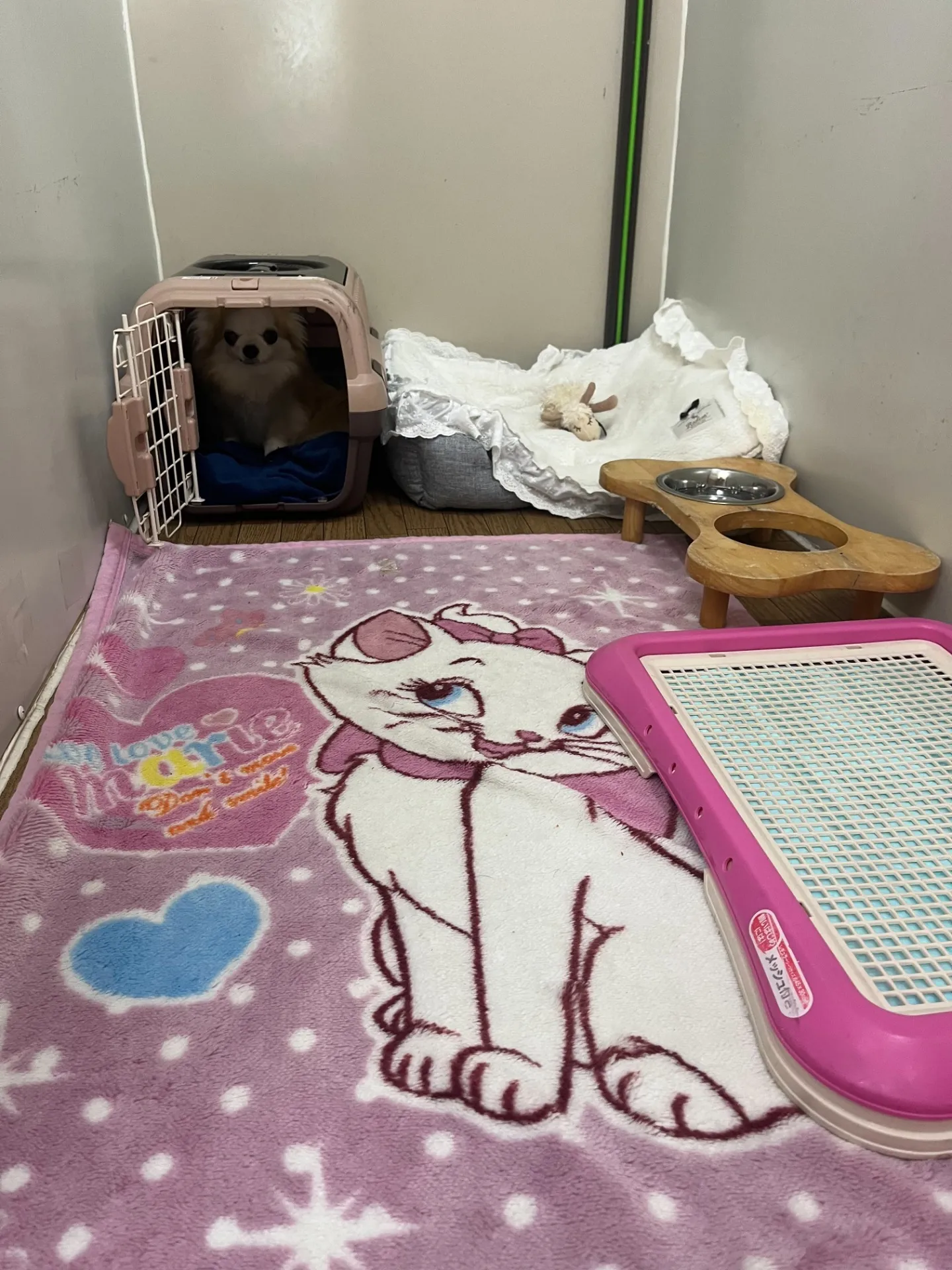 急な外出やお出かけ時に便利♨】アニマー湯宇都宮の一時預かりサービスで安心サポート🐾