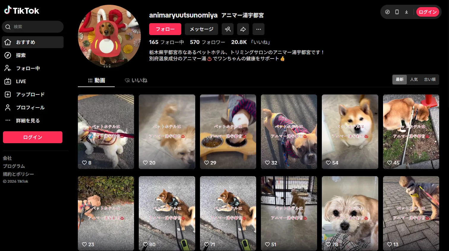 宇都宮のペットホテル｜TikTokでお預かり中のワンちゃんの様子を公開しています