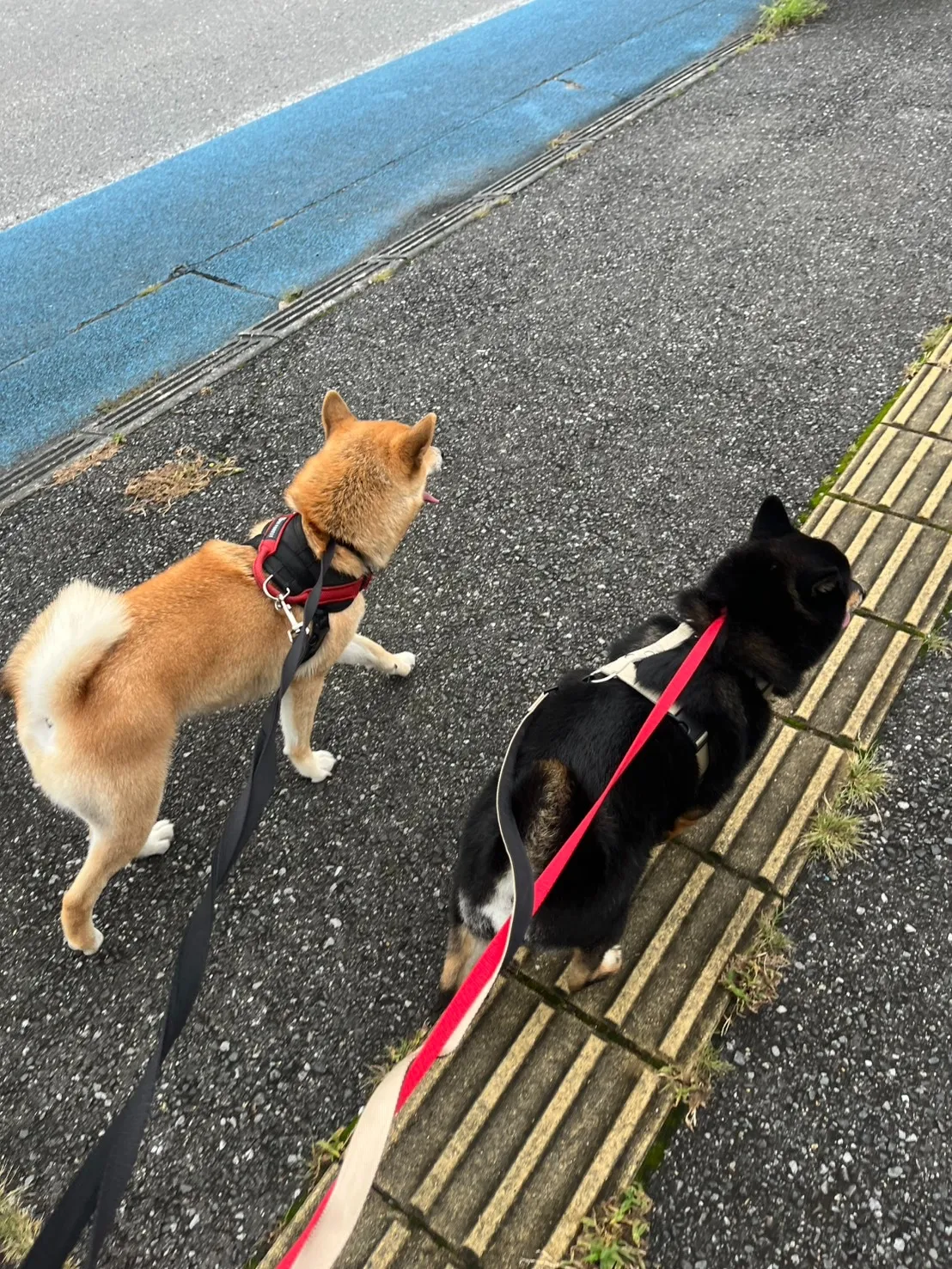 朝も夕方も、しっかりお散歩♪ 「預けている間も、いつものように過ごしてほしい」アニマー湯宇都宮のペットホテル