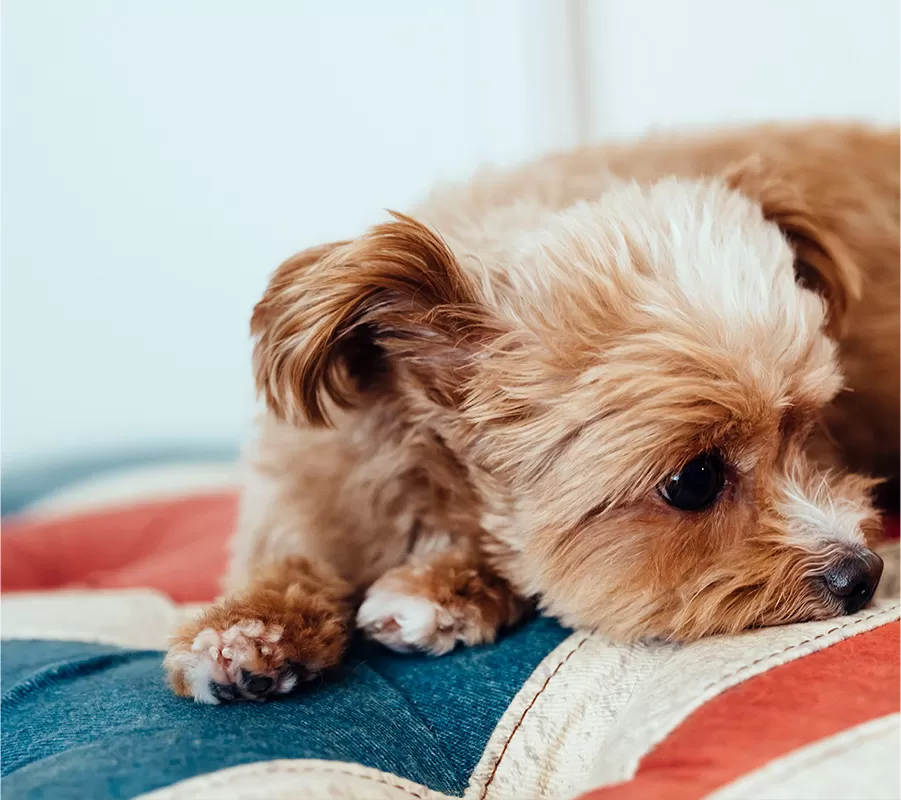 急な用事でも安心｜宇都宮の犬の一時預かりサービス